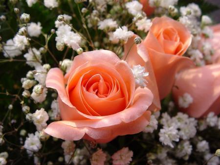 Des roses en ton coeur